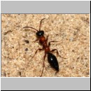 Methocha ichneumonides - Trugameise w08 9mm.jpg